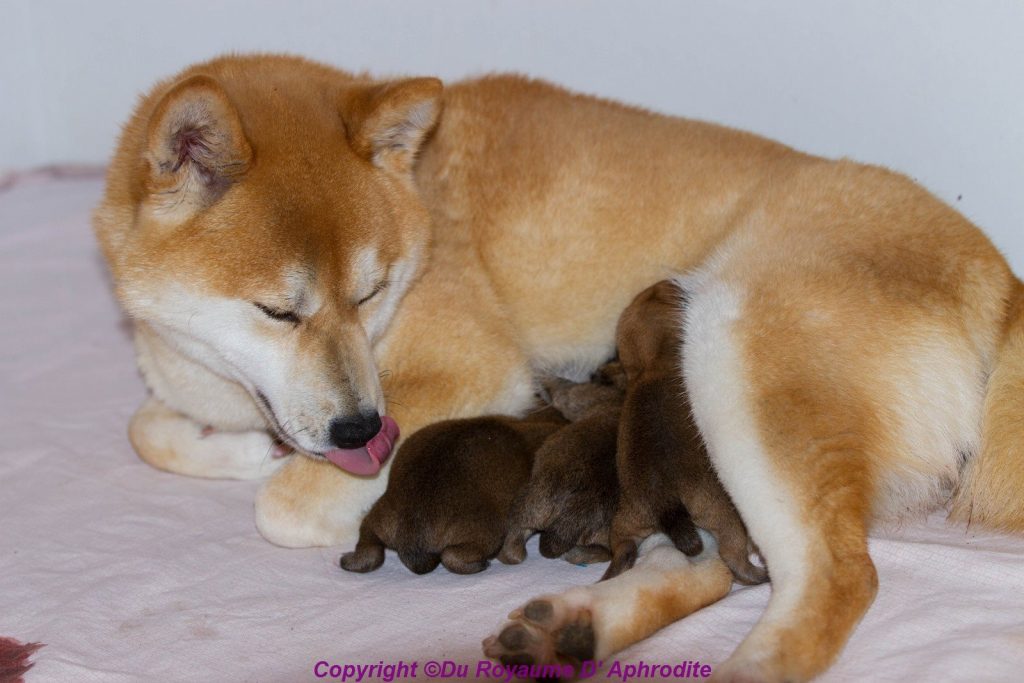 Chiots Shiba Inu avec leur mère