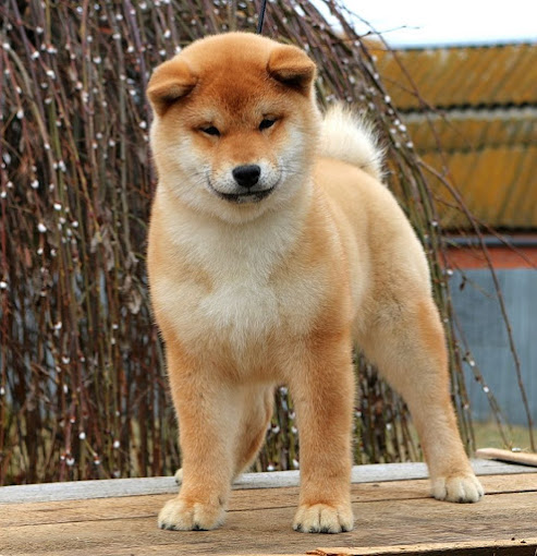 Elevage de Shiba Inu-Du Royaume D'Aphrodite