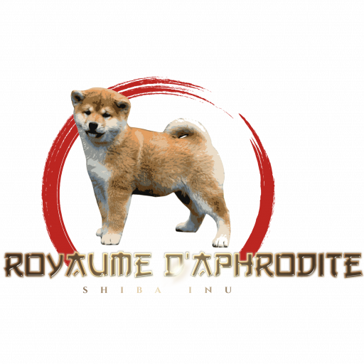 Élevage de Shiba Inu-Du Royaume D’Aphrodite