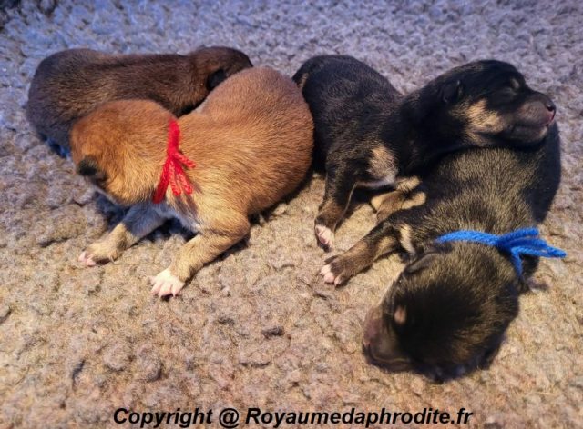 Chiots Shiba Inu LOF de coleur Fauve / Noir et feu