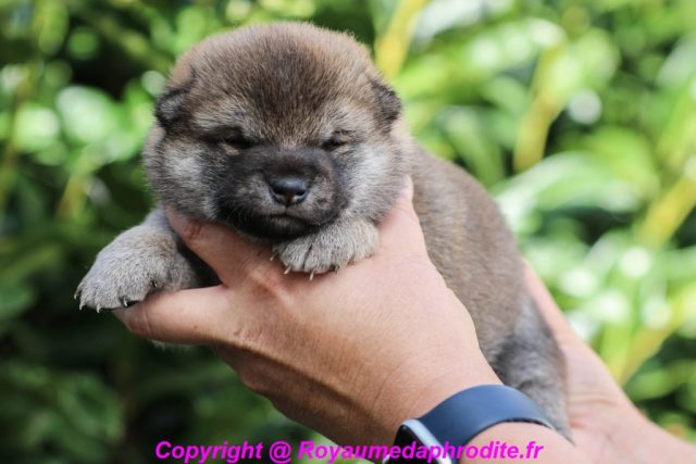 Femelle Shiba Inu Fauve Disponible