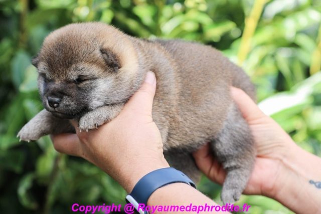Femelle Shiba Inu LOF Fauve Disponible