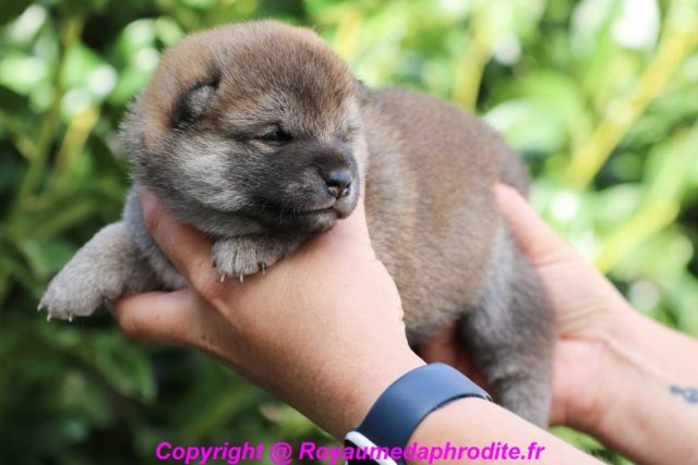 Femelle Shiba Inu Lof couleur Fauve à réserver