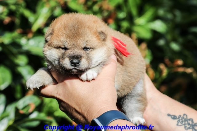 Mâle Shiba Inu couleur Fauve