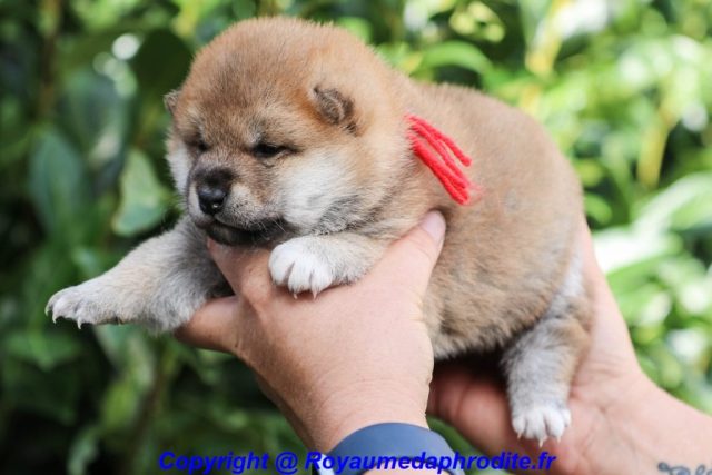 Mâle shiba Inu LOF couleur Fauve