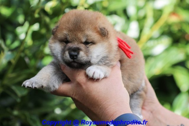 Mâle Lof Shiba inu fauve réserver