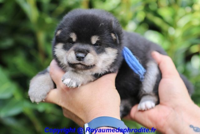 Mâle Shiba Inu LOF couleur noir et feu