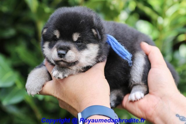 Chiot Mâle N/F lof disponible