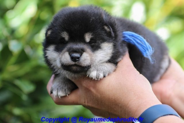 Mâle noir et feu Shiba Inu LOF