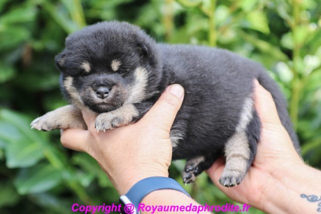 Chiot Shiba Inu LOF Noir et feu Disponible