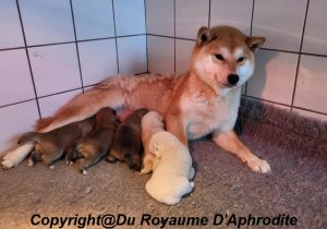 Chiot Shiba