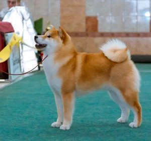Mâle Shiba Inu Brad Pitt