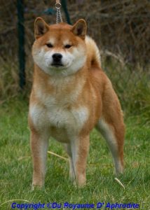 Shiba Adulte couleur Fauve