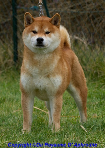 Élevage de Shiba Inu
