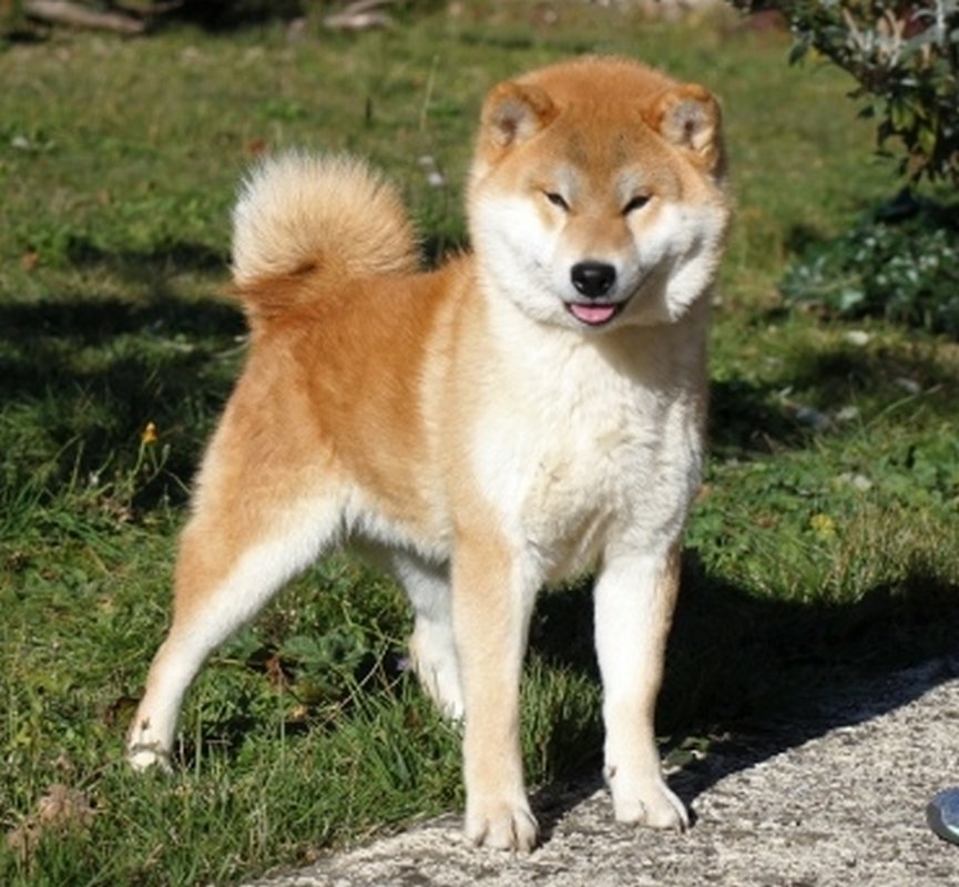 Mâle Shiba Inu Shogun