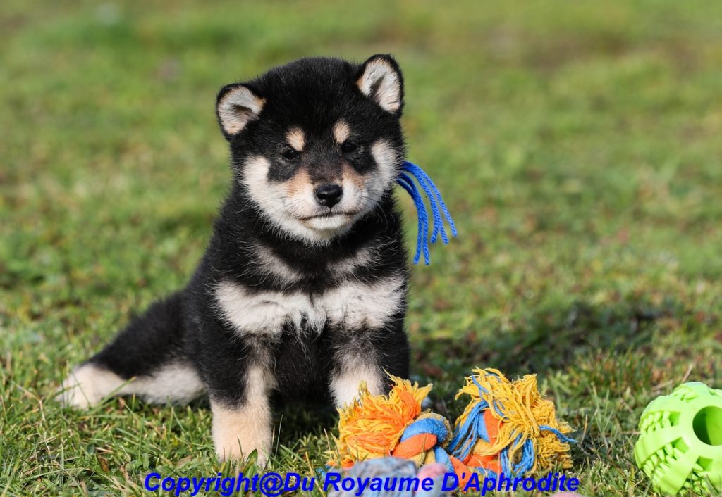 Socialisation chiot et le jeu