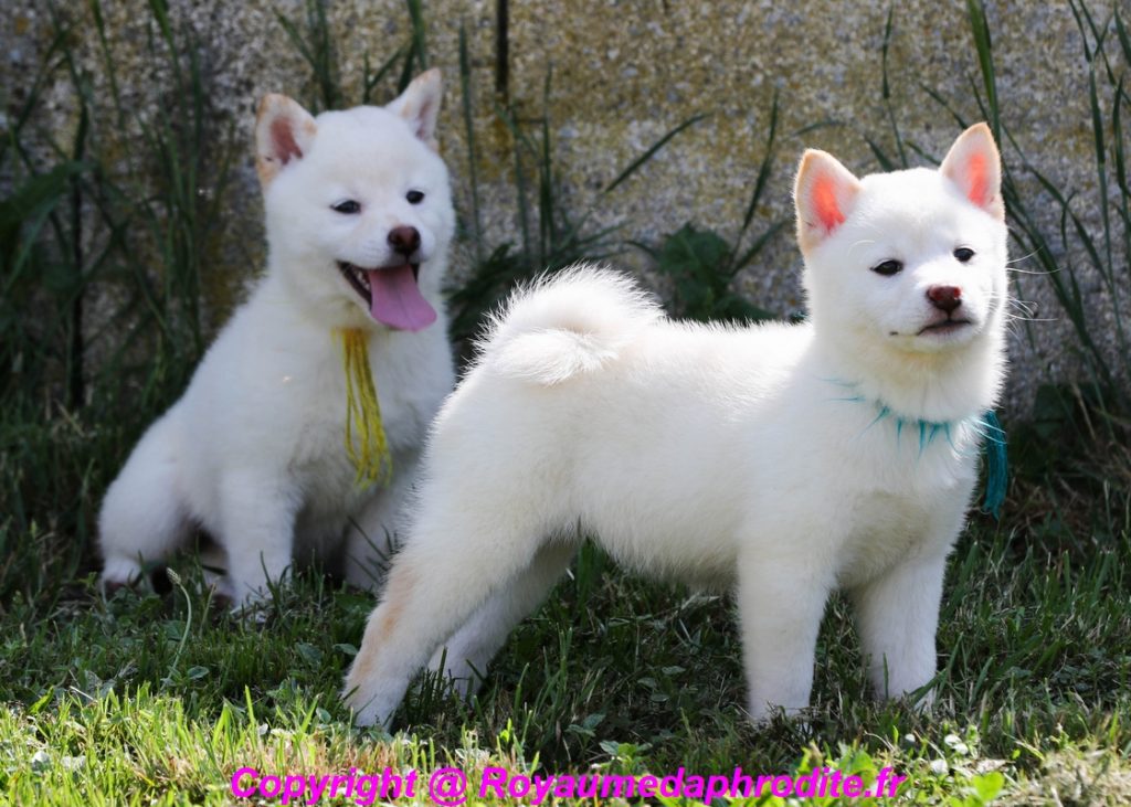 Chiot Shiba