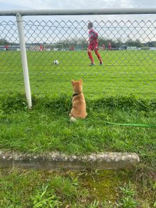 socialisation du chiot