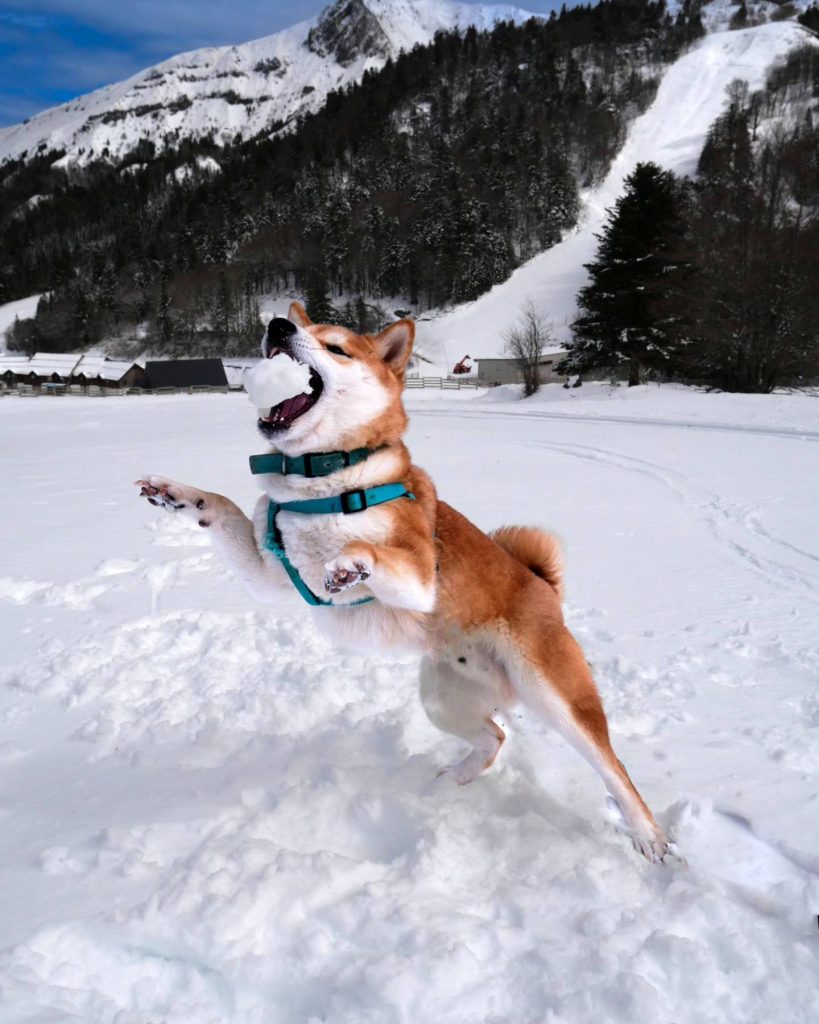 avantage de la socialisation du shiba inu