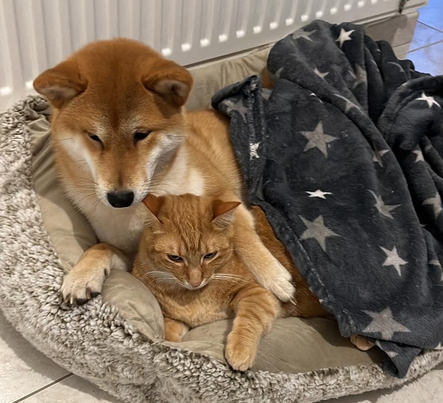 shiba inu et autre animaux