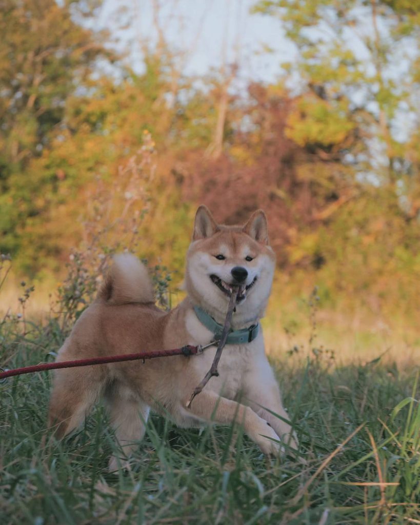 Socialisation du Shiba Inu