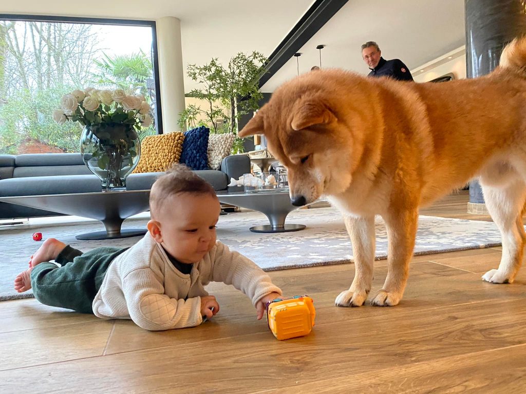 shiba inu et les enfants