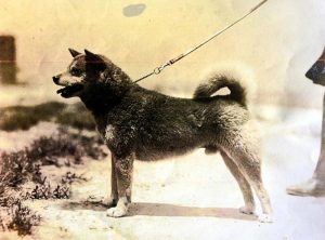 Origine du Shiba Inu