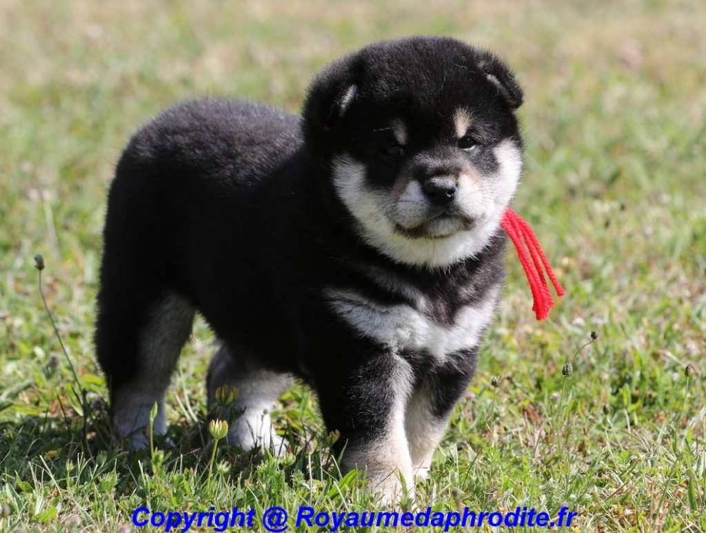 Chiots Shiba Inu