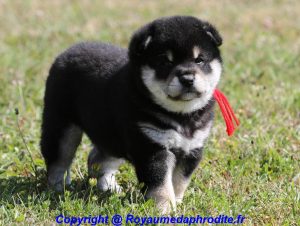 Chiots Shiba Inu