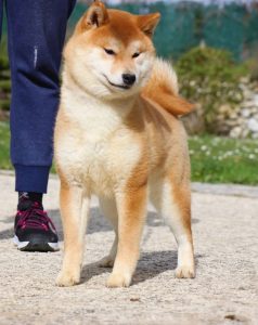 Elevage Shiba Inu